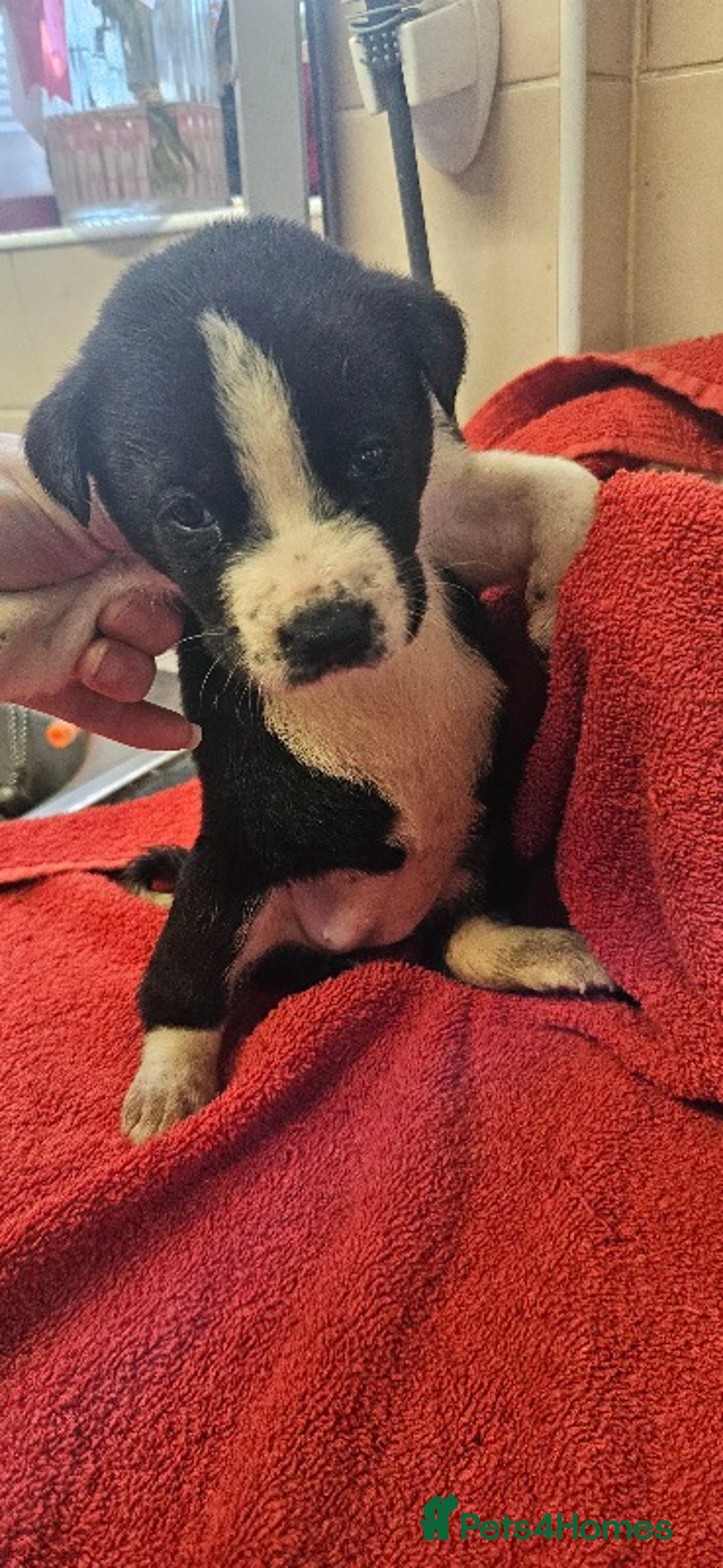 Mixed Breed dogs for sale: Huge American akita x cane corso pups - Advert 28