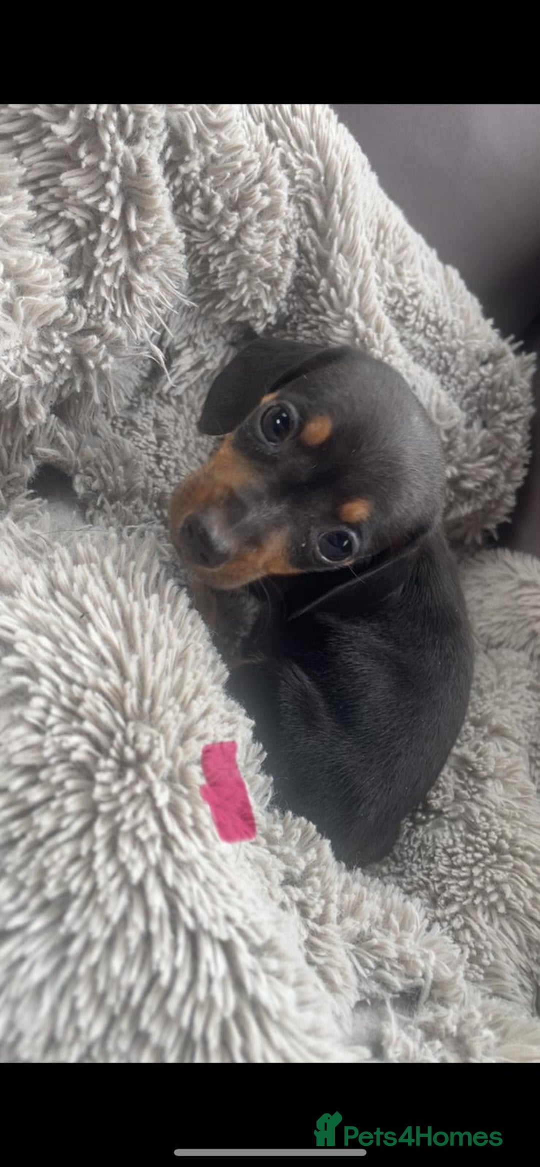 Dachshund dogs for sale: READY to leave dachshund puppy’s for sale  - Image 12