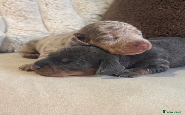 Miniature Dachshund dogs - Advert 15
