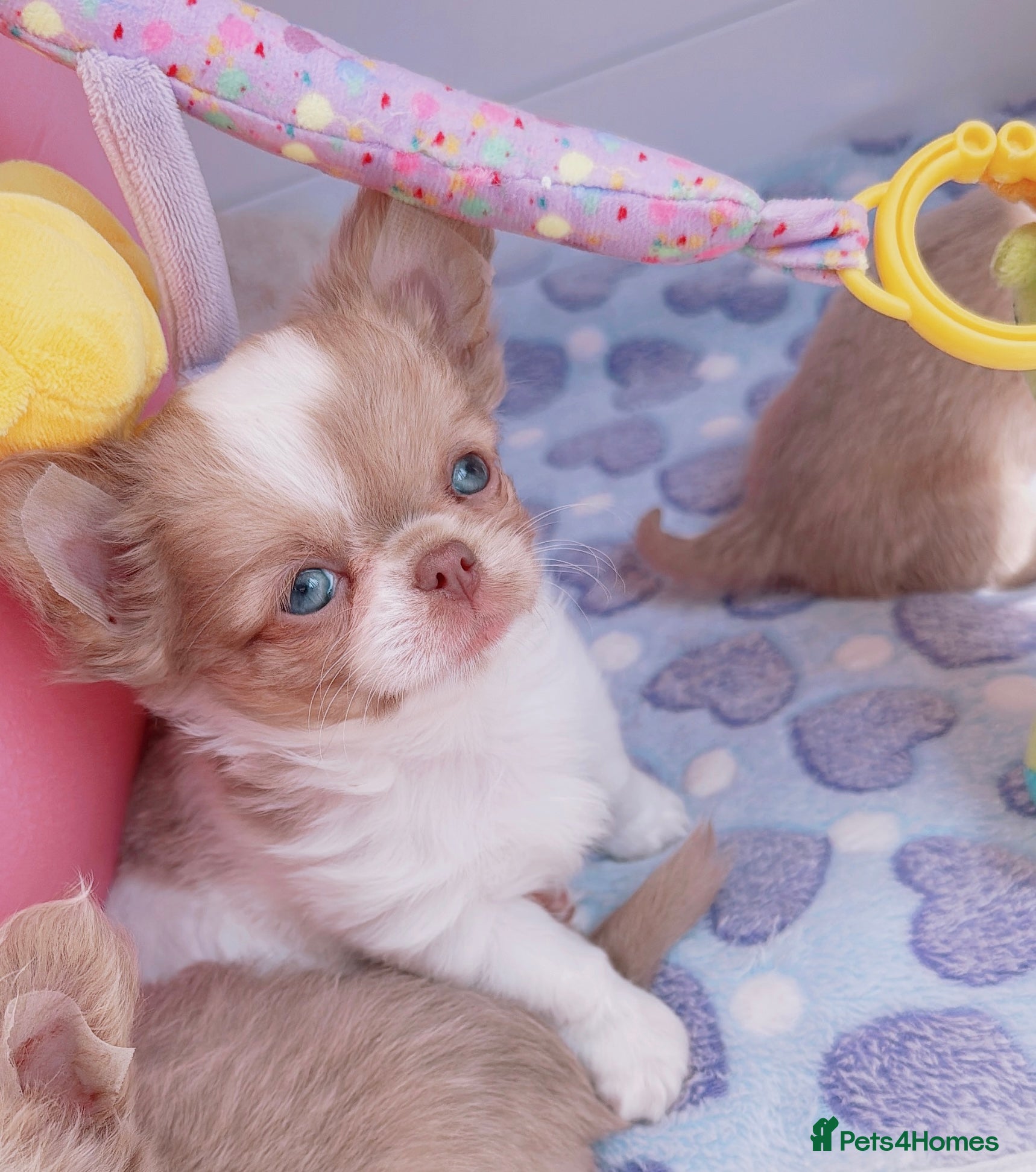 Chihuahua dogs Beautiful lilac chihuahuas  - Advert 3