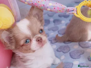 Chihuahua dogs Beautiful lilac chihuahuas - Advert 3