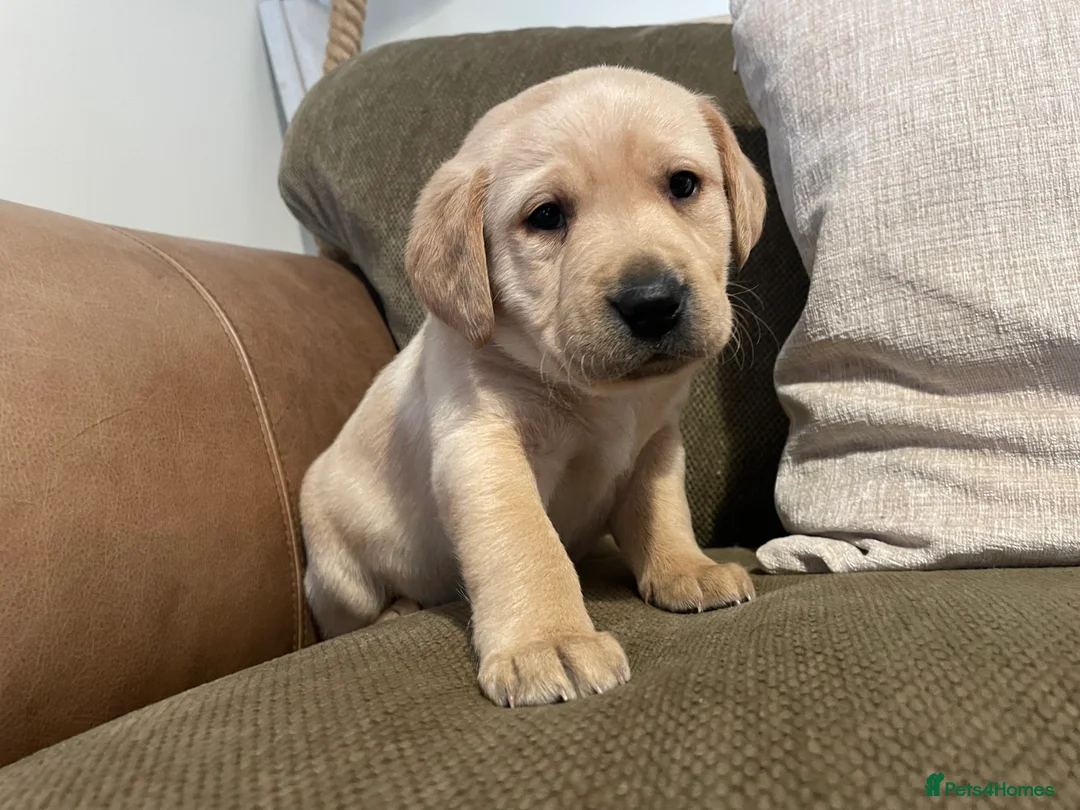 Labrador Retriever dogs for sale: Stunning chunky Labradors  in Boston - Advert 5