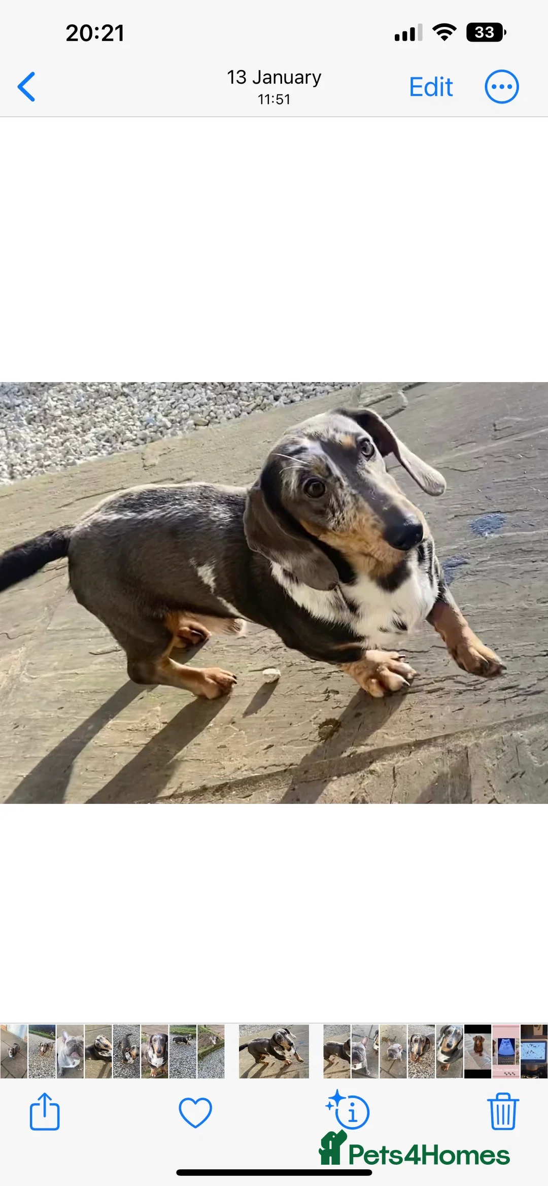 Dachshund dogs for stud: Miniature Daschund for Stud in York - Advert 3