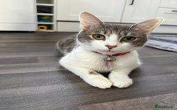 British Shorthair cats for sale: Adorable Sweet Soft British Shorthair Tabby Mix  - Image 2