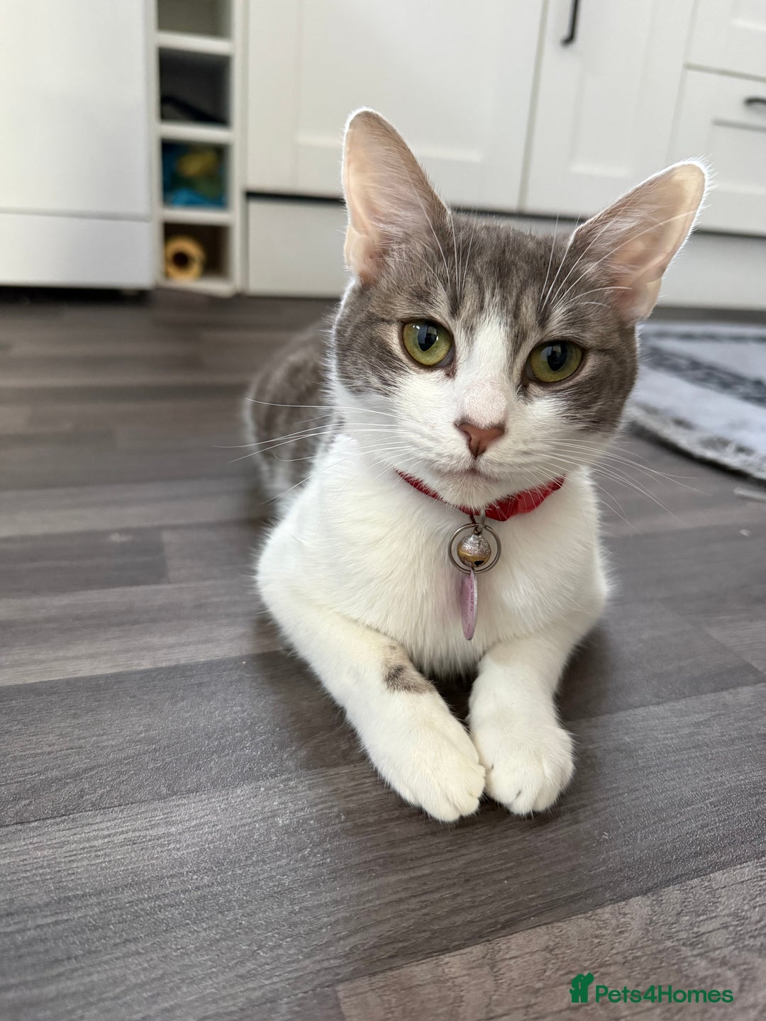 British Shorthair cats for sale: Adorable Sweet Soft British Shorthair Tabby Mix  - Image 2