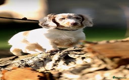Miniature Dachshund dogs for sale: Two tiny boys looking for their forever sofa 💕 - Image 6