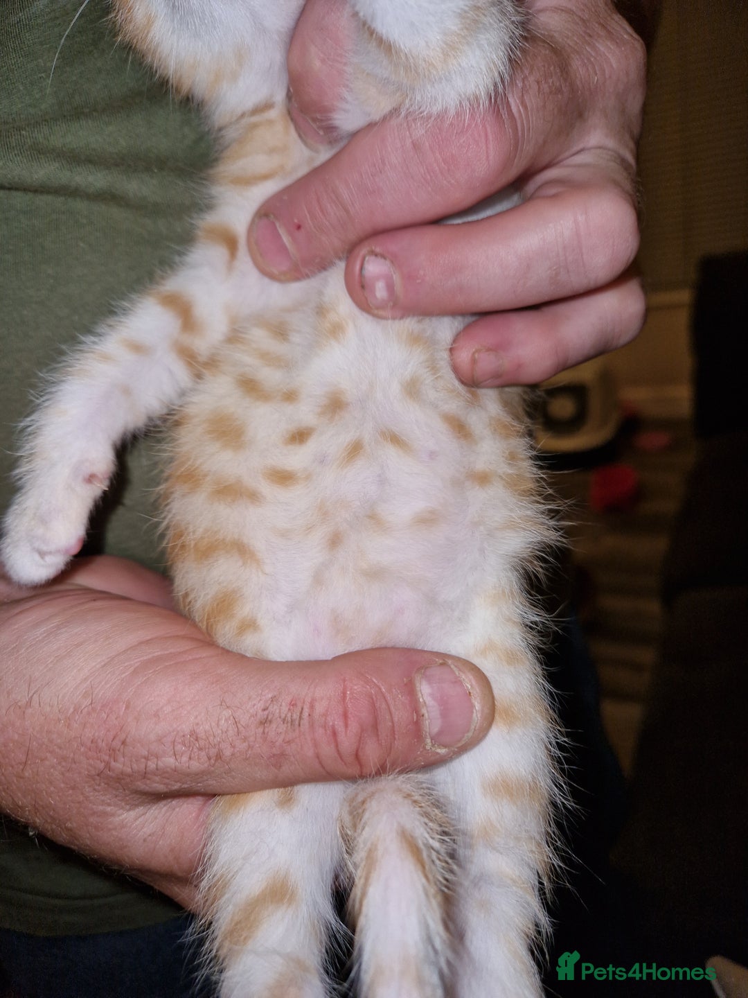 Bengal cats for sale: Absolutely Stunning Bengals  - Image 7
