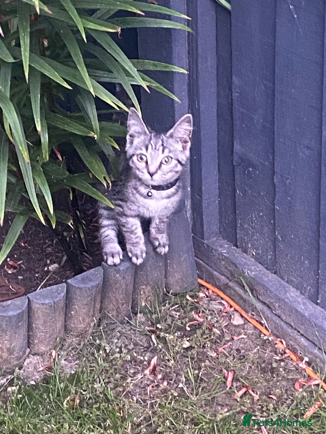 British Shorthair cats for sale: 3 gorgeous kittens left - Image 2