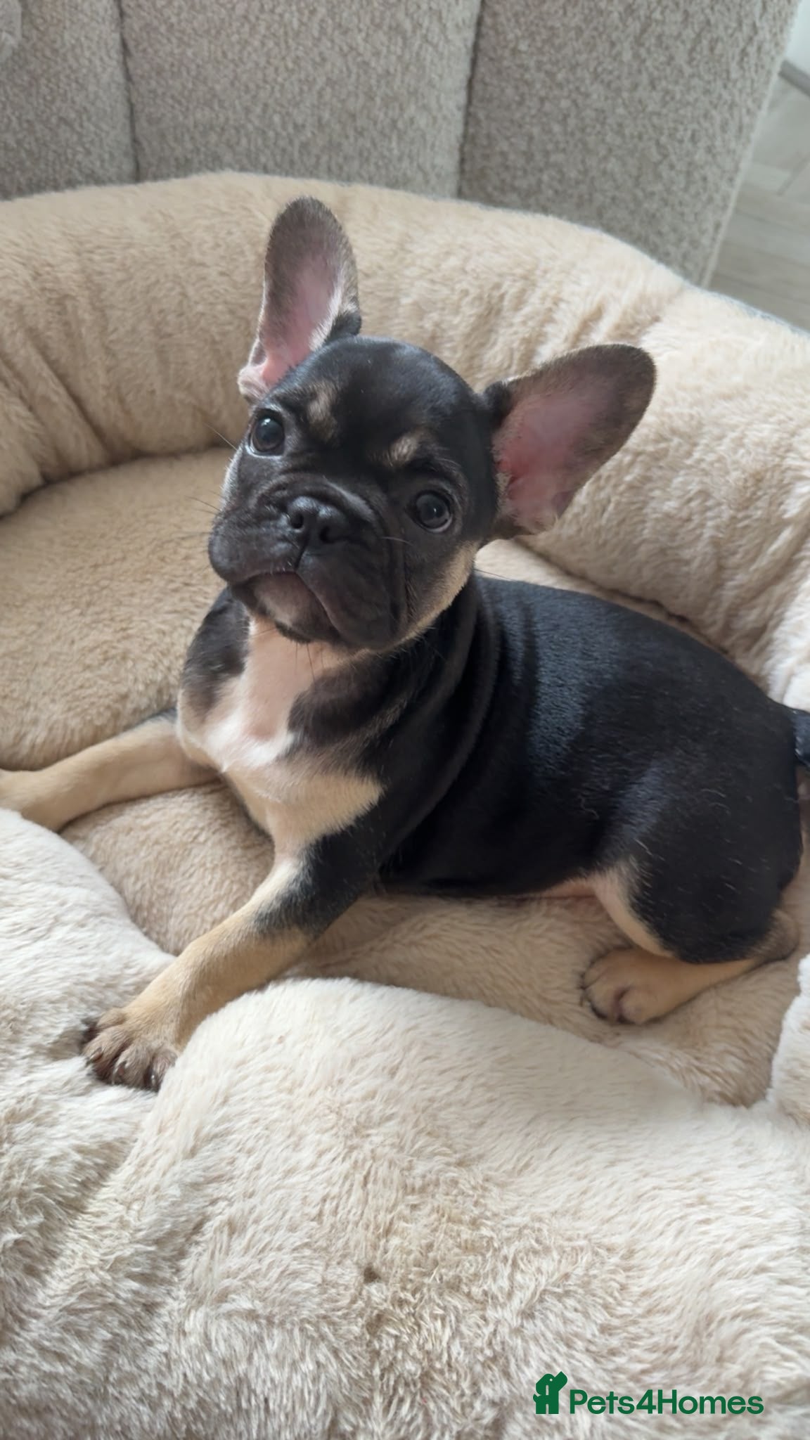 French Bulldog dogs  French Bulldog Puppies – Last Girls Available. - Advert 2