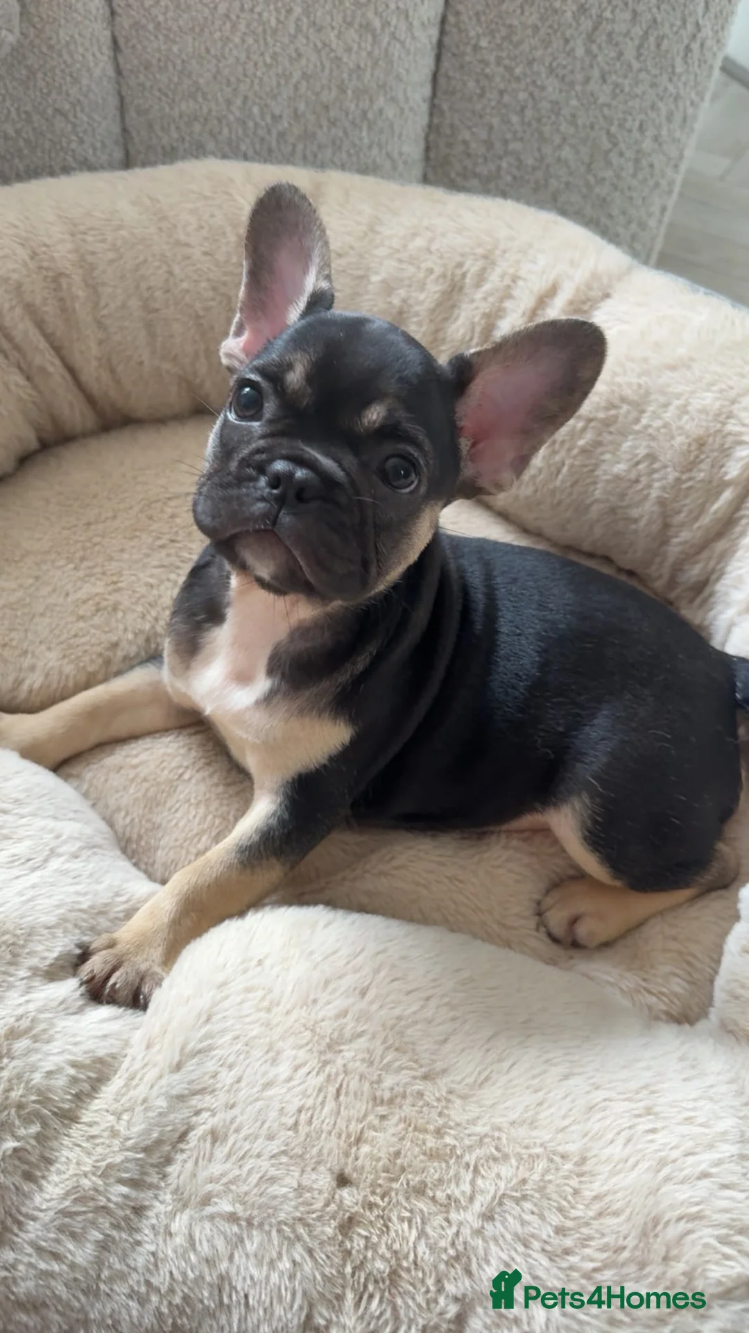French Bulldog dogs for sale:  French Bulldog Puppies – Last Girls Available. - Advert 2