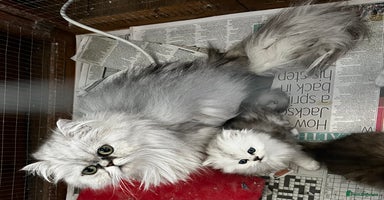 Persian cats - Advert 3