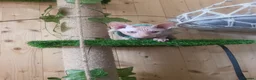 Sphynx cats for sale: Last Canadian sphynx looking for a loving home  - Advert 34