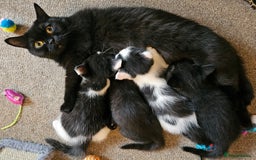 Scottish Fold cats for sale: Scottish straight x British short kittens  - Image 18