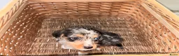 Miniature Dachshund dogs for sale: Wired dachund puppies  - Advert 9