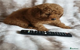 Toy Poodle dogs for sale: KC red Toy Poodle, DNA tested, champion bloodline - Image 11