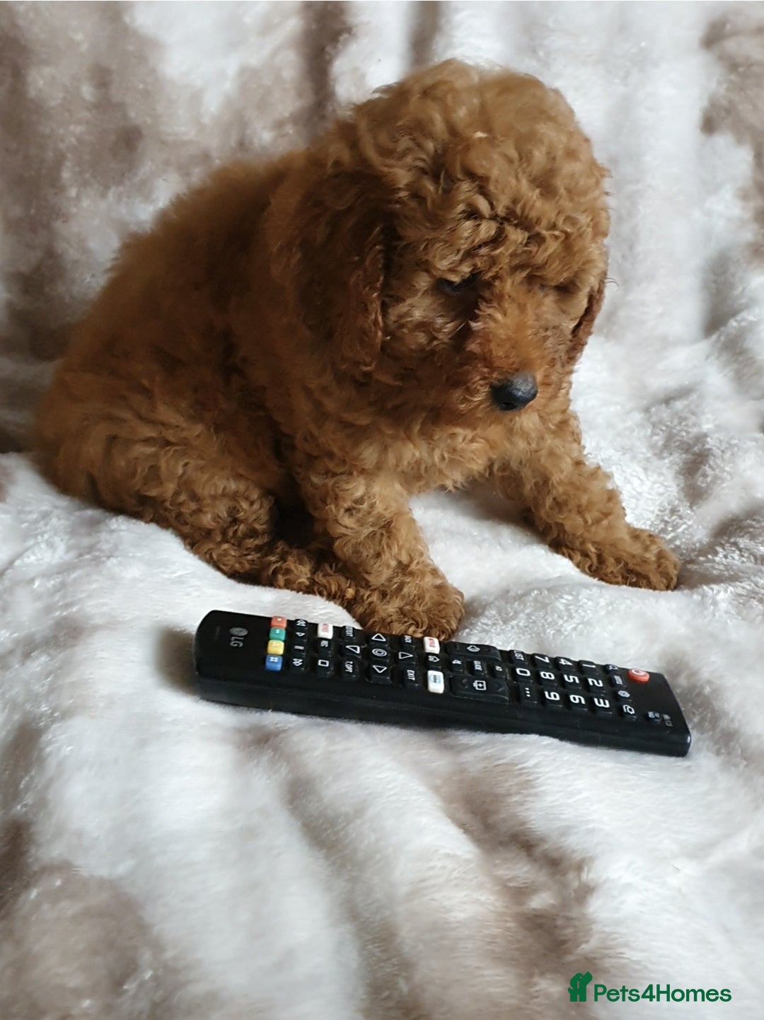 Toy Poodle dogs for sale: KC red Toy Poodle, DNA tested, champion bloodline - Image 11