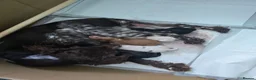 Sprocker dogs for sale: Gorgeous sprocker pups - Advert 16
