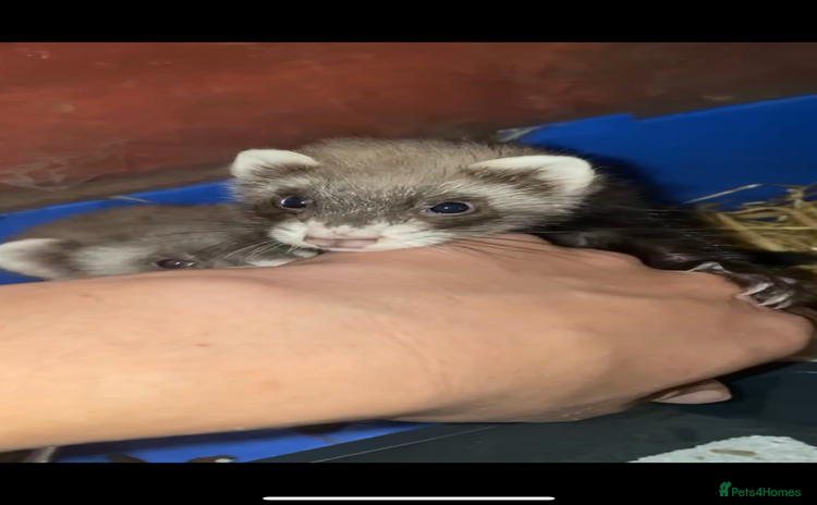 Ferret rodents - Advert 1