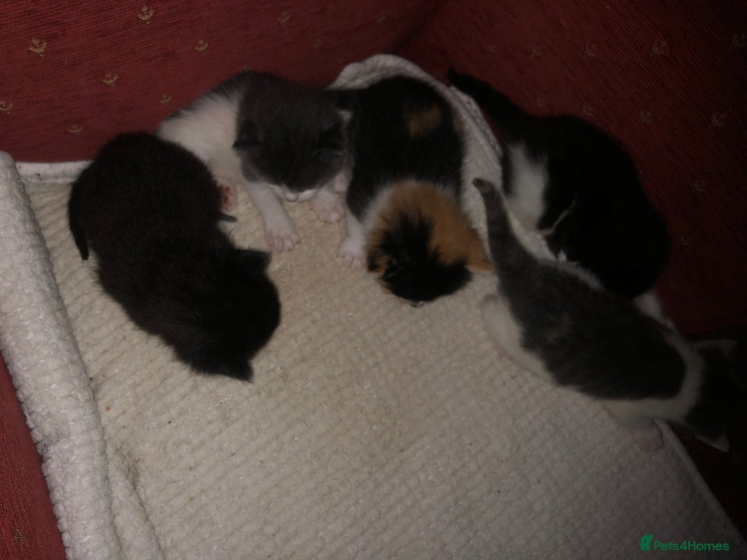 Mixed Breed cats for sale: 5 kittens for sale - Image 14