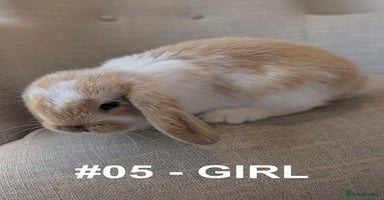 Mini Lop rabbits - Advert 16