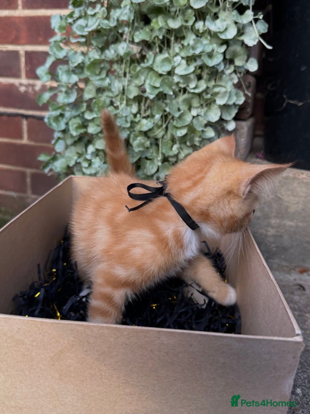 Domestic Shorthair cats for sale: 5 Beautiful fluffy Kittens - Image 13