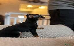 Miniature Pinscher dogs for sale: Prague Ratter– Mini Pinscher Puppies - Image 7