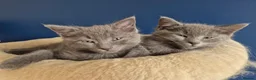 Mixed Breed cats for sale: Ragdoll cross gray kittens  - Advert 2