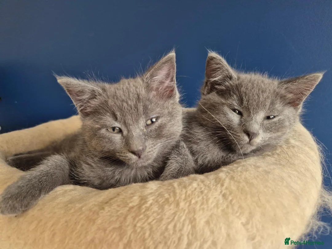 Mixed Breed cats for sale: Ragdoll cross gray kittens  - Advert 2