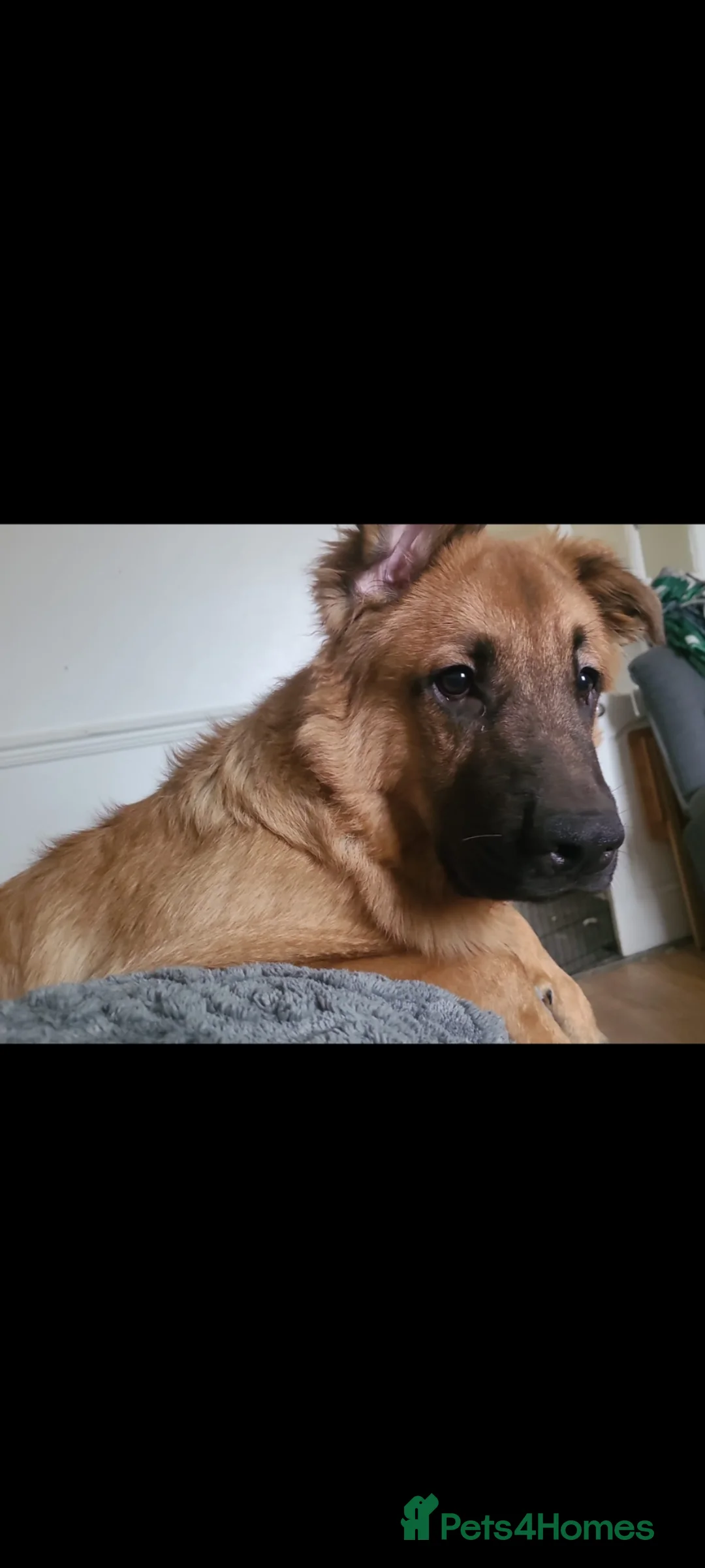 Mixed Breed dogs for sale: 9 month old German shepherd x Buddiebullmastiff  in Rotherham - Advert 4