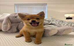 Mixed Breed dogs for sale: Beautiful 7 month old Pomshi hybrid  - Image 6