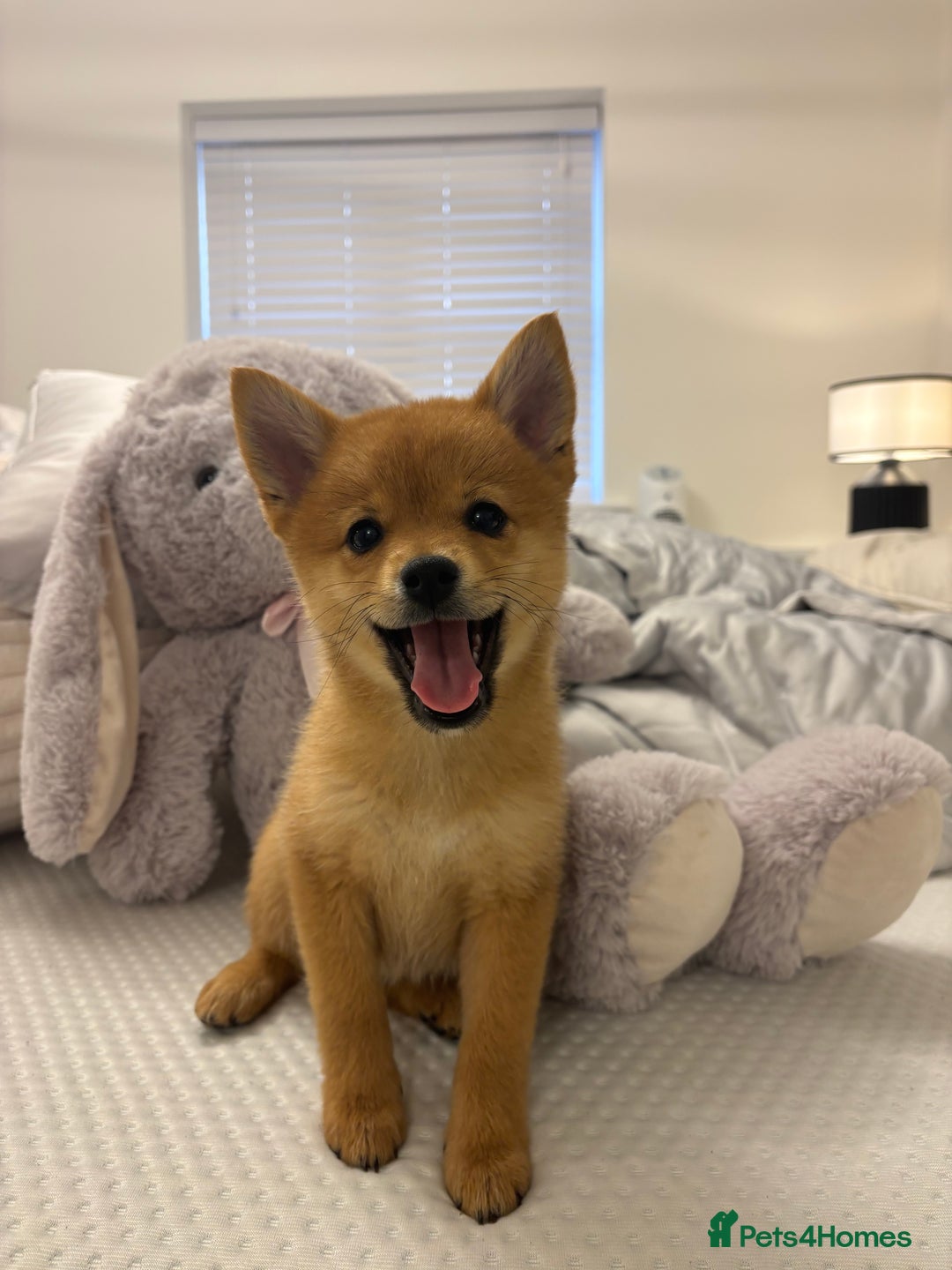 Mixed Breed dogs for sale: Beautiful 7 month old Pomshi hybrid  - Image 6