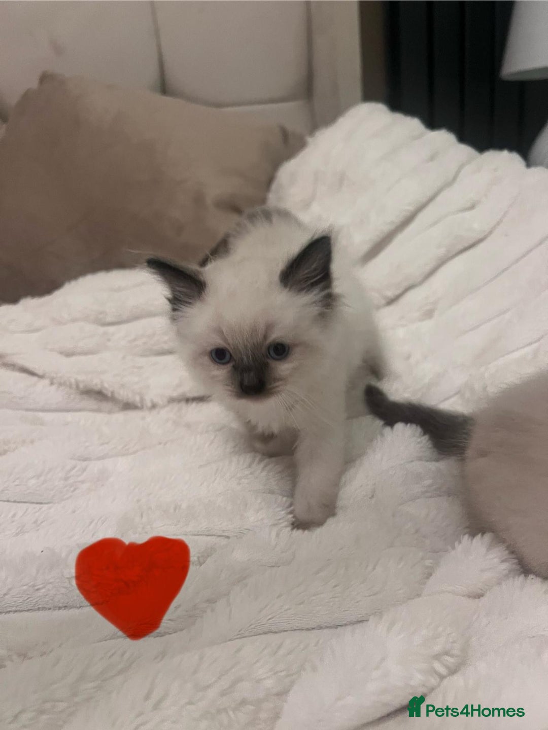 Ragdoll cats for sale: 4 gorgeous Ragdoll kittens for sale - Advert 15