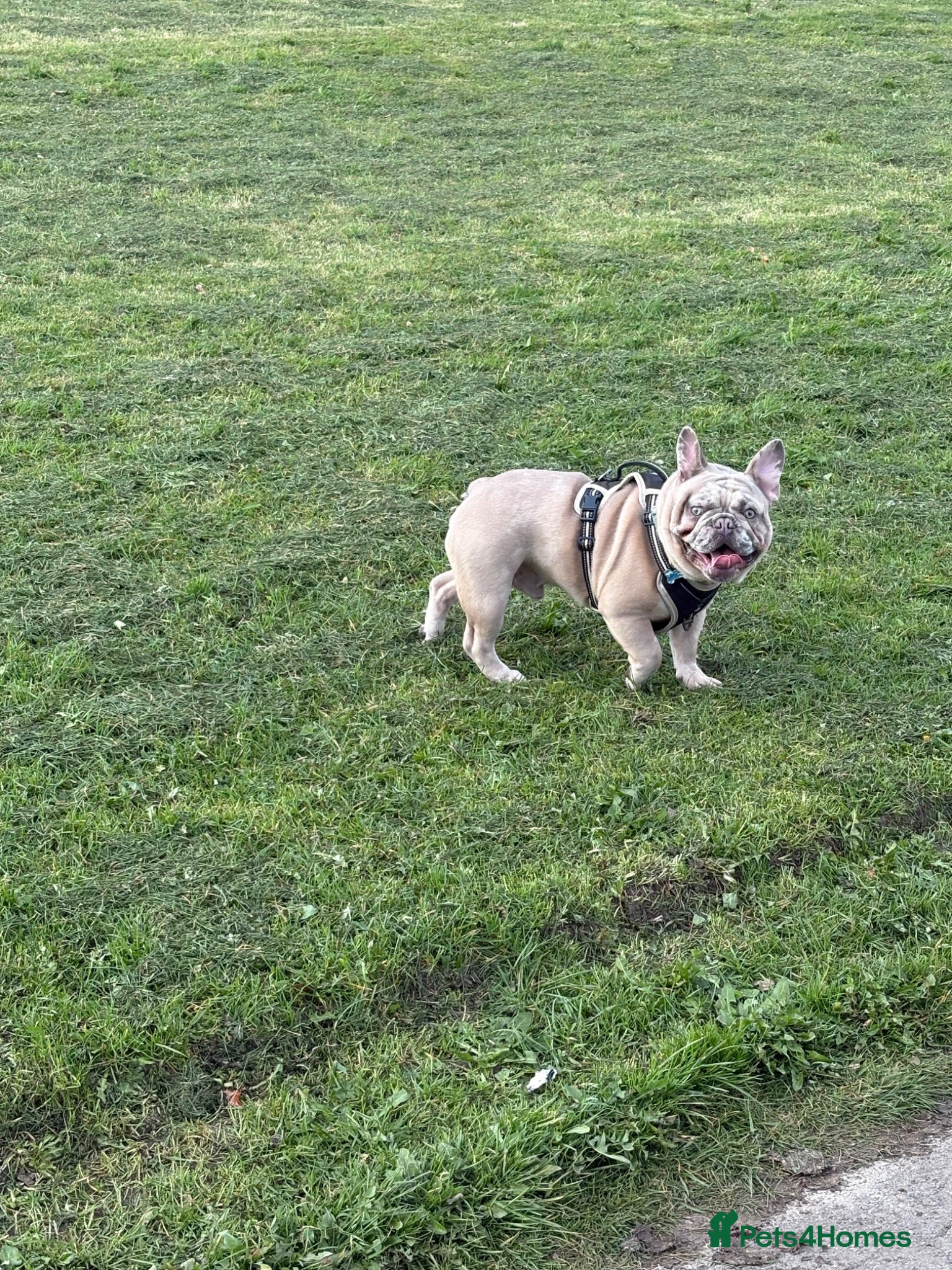 French Bulldog dogs Merle French bulldog - Advert 2