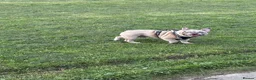 French Bulldog dogs for sale: Merle French bulldog in Sheffield - Advert 1