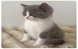 British Shorthair cats for sale: GCCF British Shorthair Blue Bi-Colour male kitten - Image 3