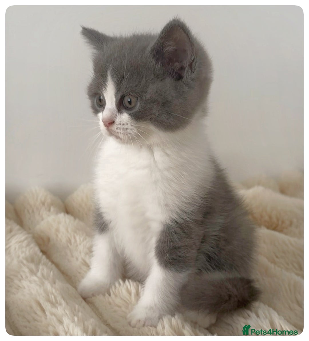 British Shorthair cats for sale: GCCF British Shorthair Blue Bi-Colour male kitten - Image 3