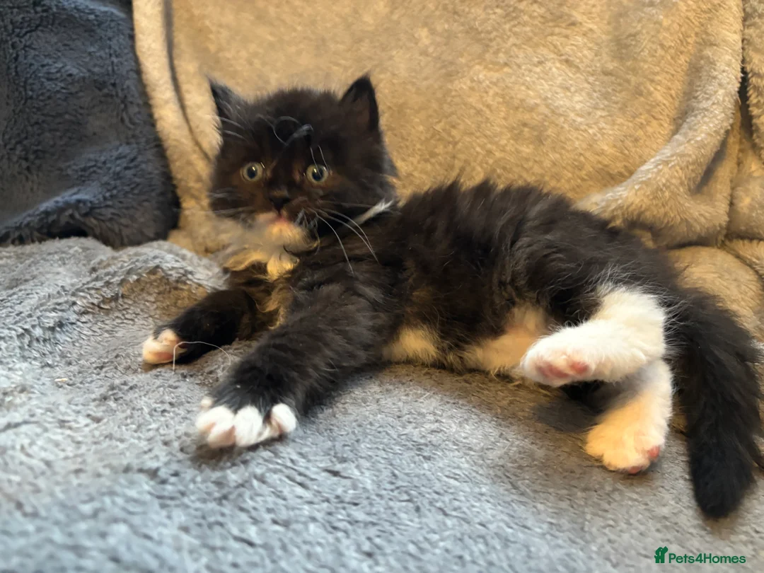 Ragcoon cats for sale: Beautiful Ragcoons in Ringwood - Advert 6