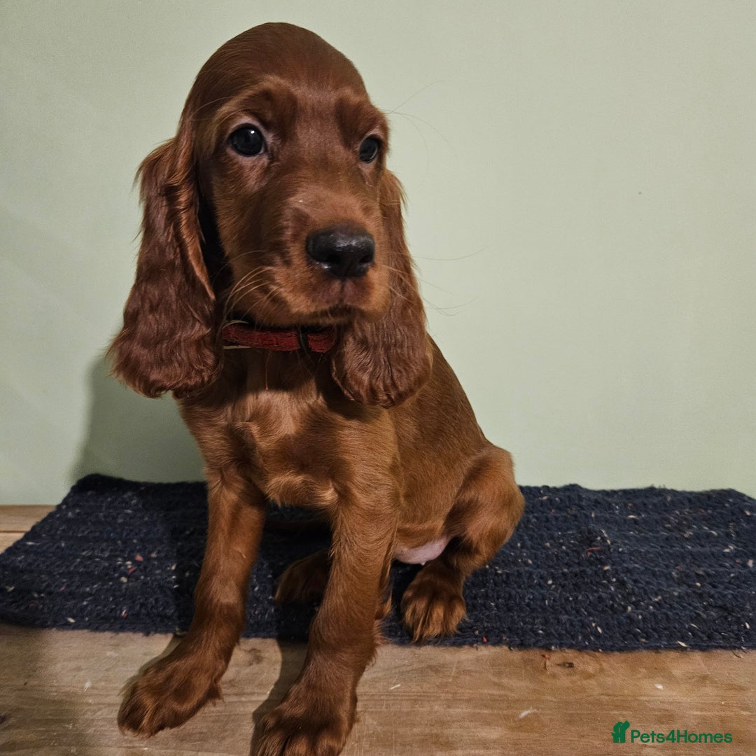 Irish Setter dogs for sale: Beautiful KC-Reg Irish Setter Girl – Ready Now - Image 4