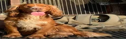 Cocker Spaniel dogs for stud: At STUD - Working Cocker - Advert 4