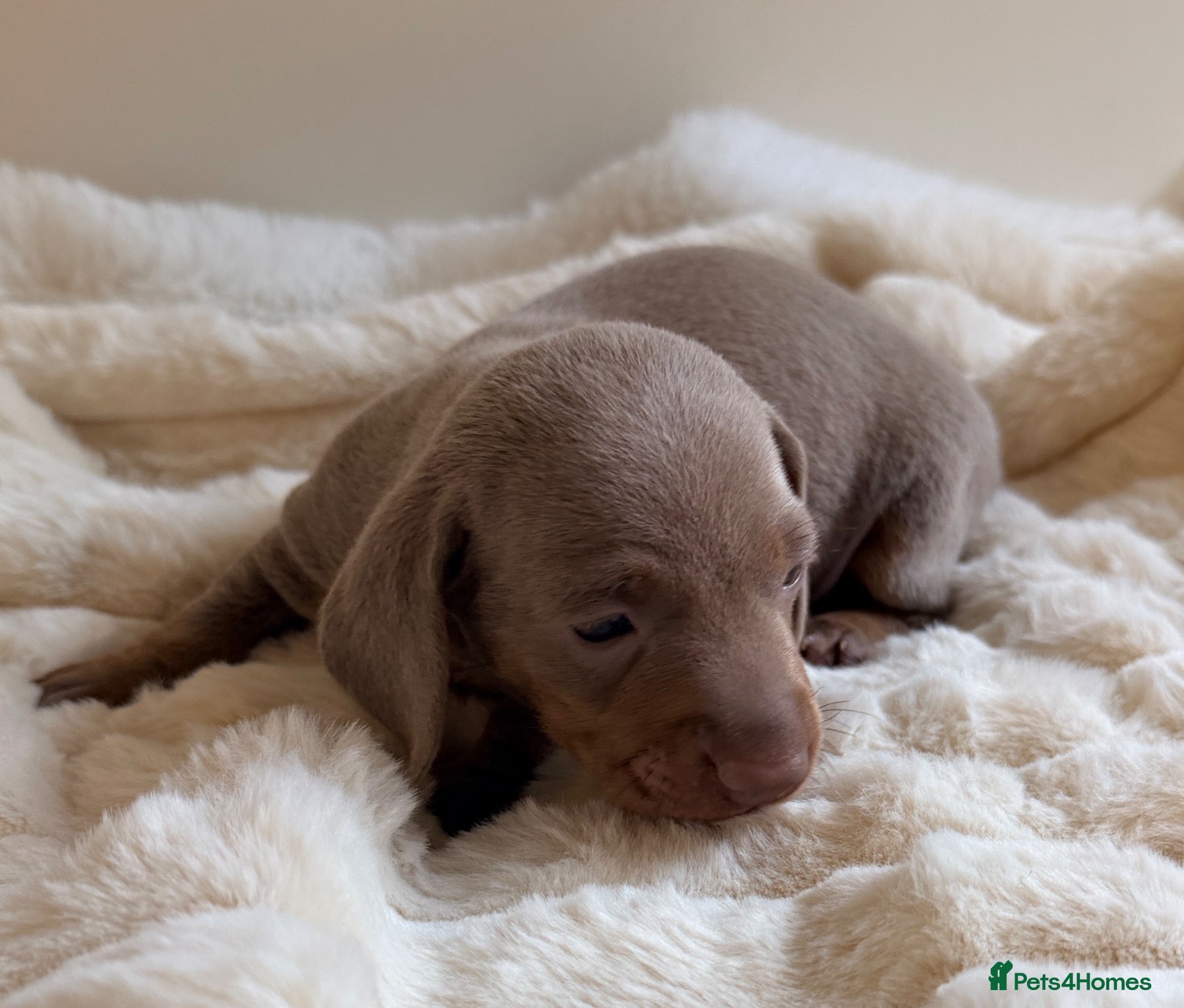 Miniature Dachshund dogs KC Isabella Dapple Smooth Miniature Dachshund - Advert 1