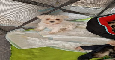 Miniature Schnauzer dogs - Advert 1