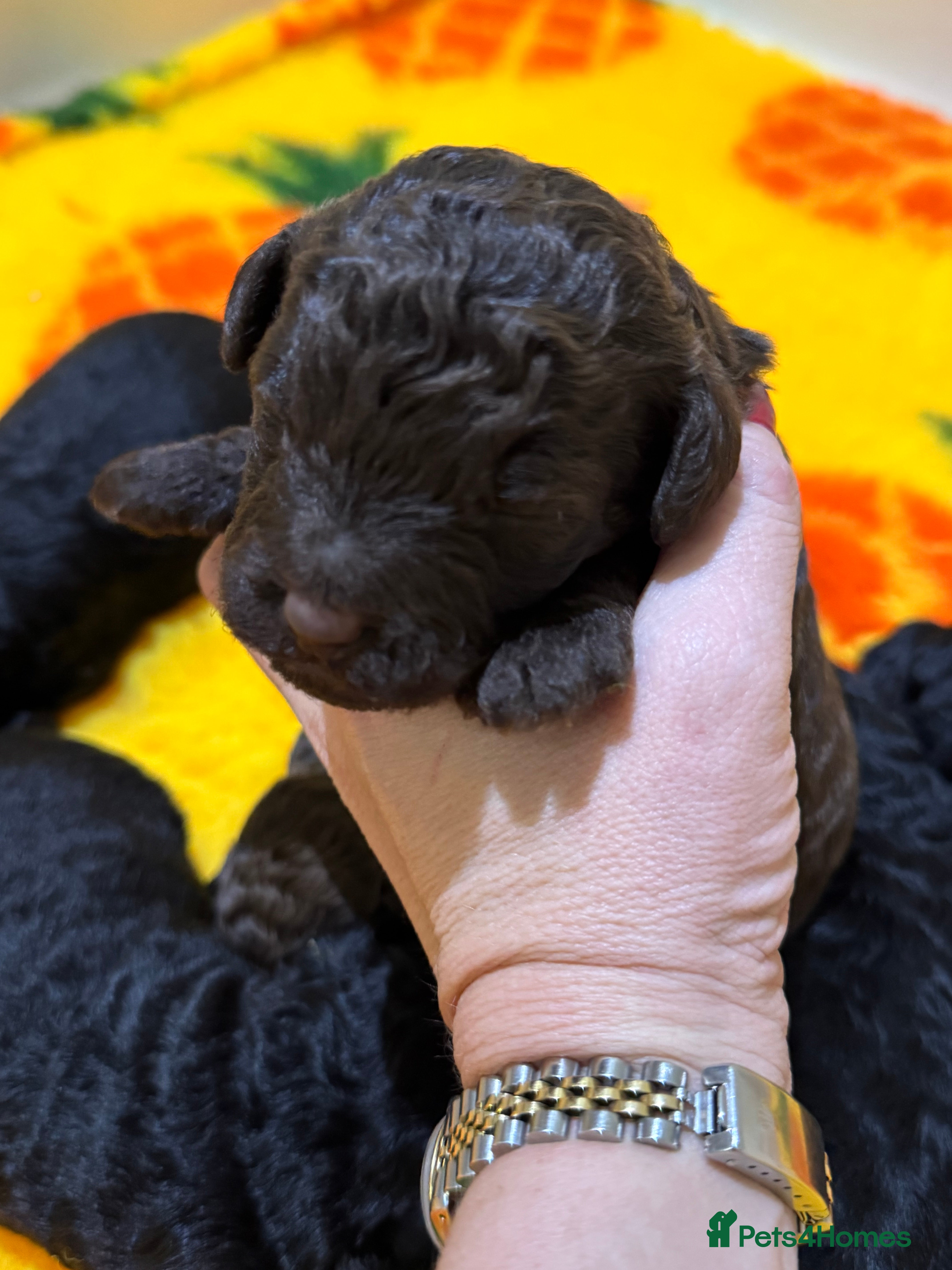 Aussiedoodle dogs Miniature Aussiedoodle Pups 🐾 ❤️ - Advert 1