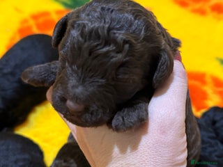 Aussiedoodle dogs Miniature Aussiedoodle Pups 🐾 ❤️ - Advert 8