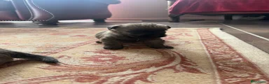 Cairn Terrier 3