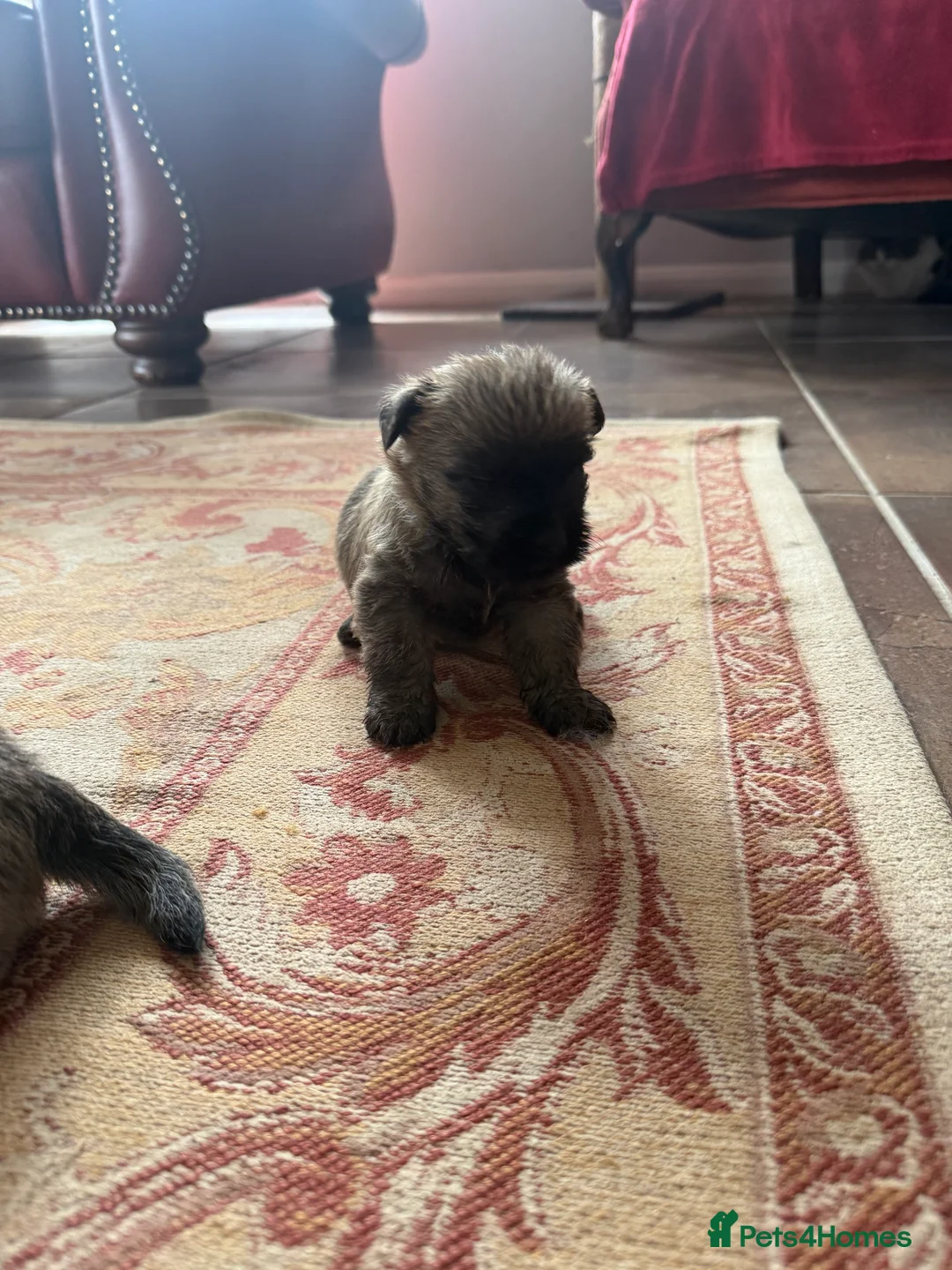 Cairn Terrier dogs for sale: Stunning KC reg cairn terrier pups  - Advert 2