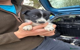 Border Collie dogs for sale: Wonderful black/white/tri border collie puppies  - Image 13