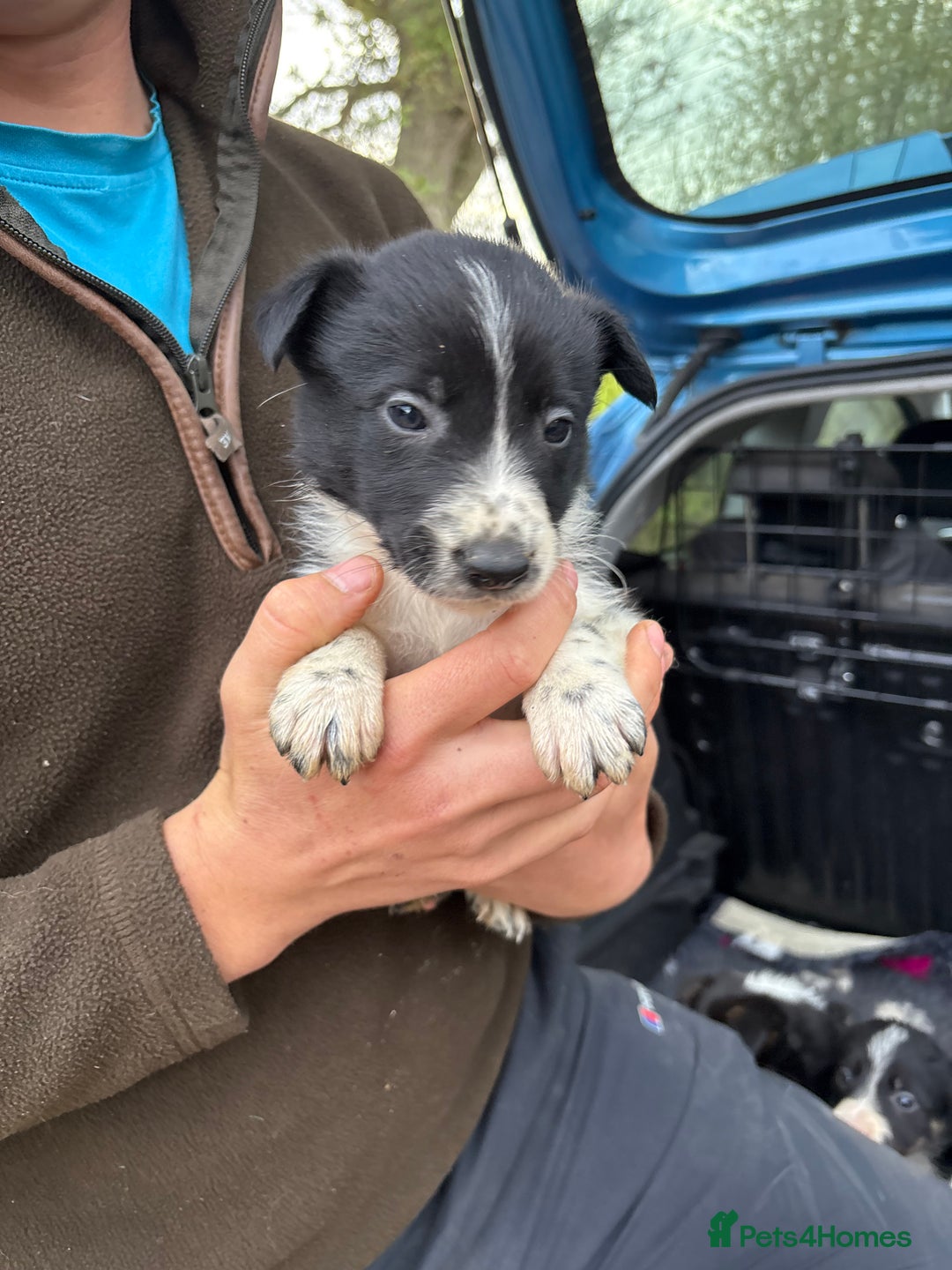 Border Collie dogs for sale: Wonderful black/white/tri border collie puppies  - Image 13