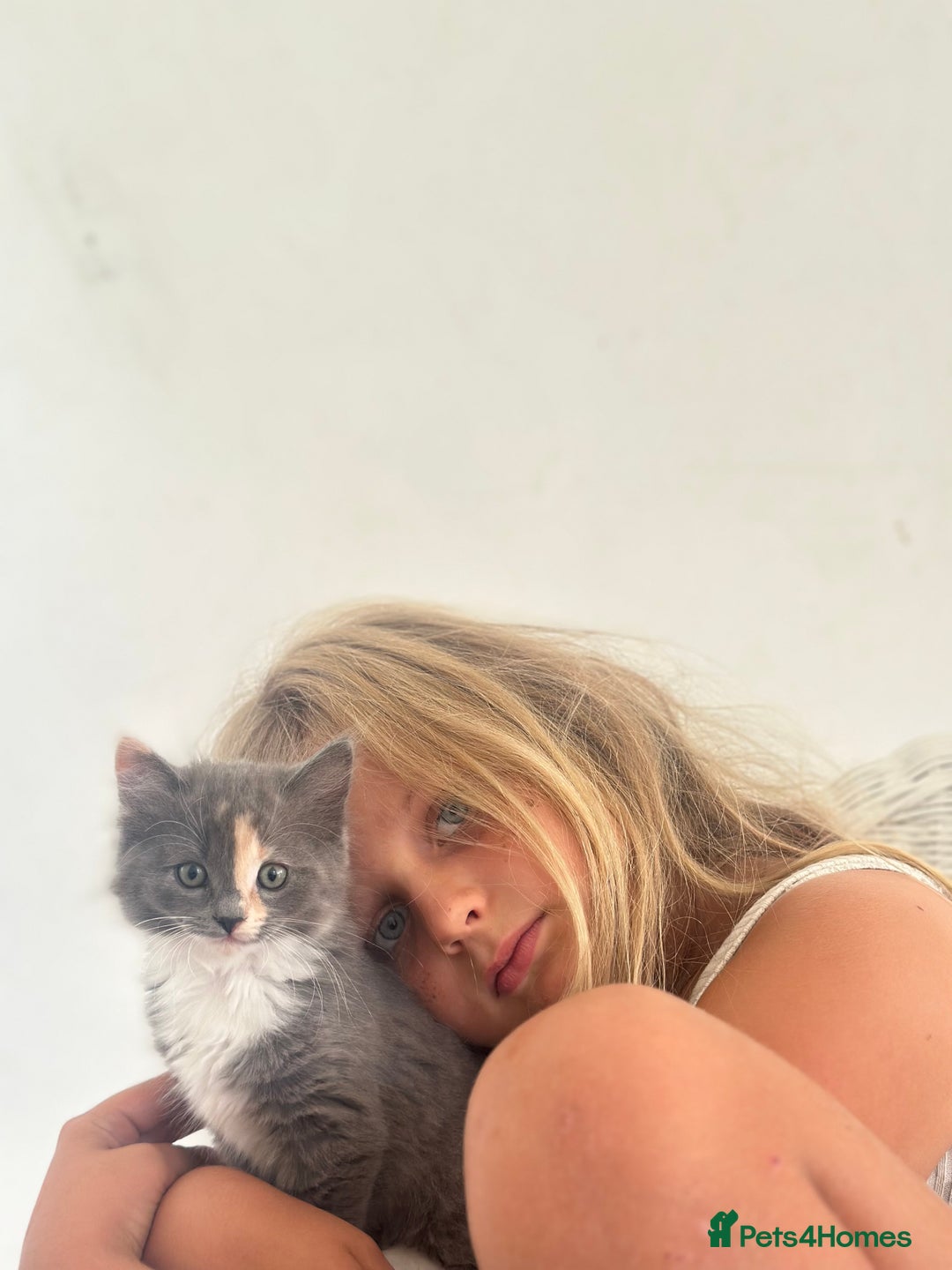 Ragdoll cats for sale: Gorgeous half pedigree Ragdoll kittens - Image 2
