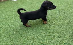 Mixed Breed dogs for sale: Yorkshire terrier x jack Russel *READY NEXT WEEK* - Image 21