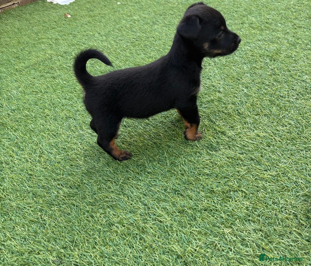 Mixed Breed dogs for sale: Yorkshire terrier x jack Russel *READY NEXT WEEK* - Image 21